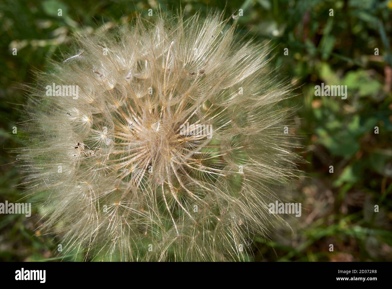 Tragopogon pratensis pappus close up Stock Photo