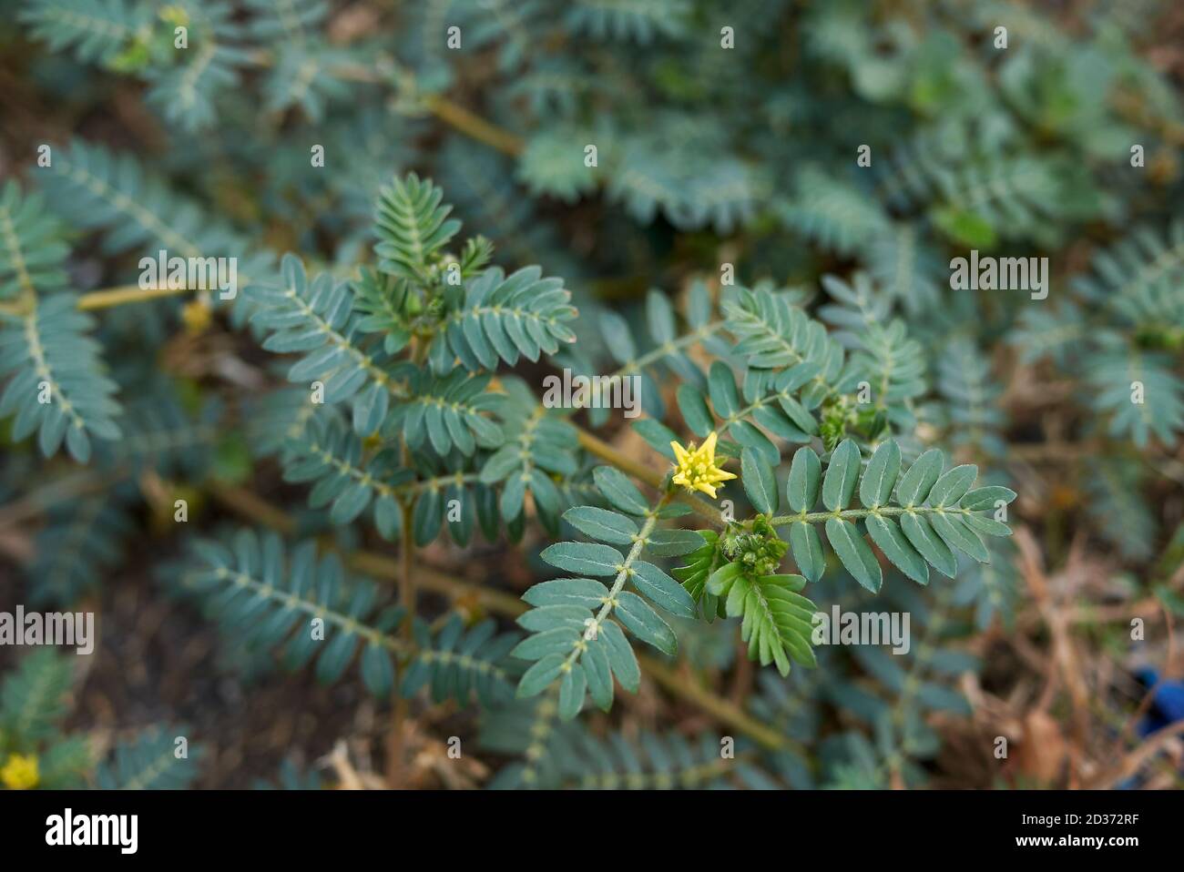 Tribulus terrestris close up with yellow flowers Stock Photo