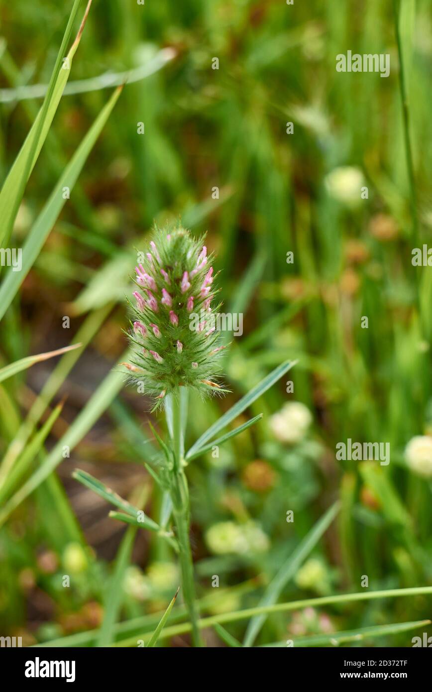 Trifolium angustifolium pink inflorescence Stock Photo
