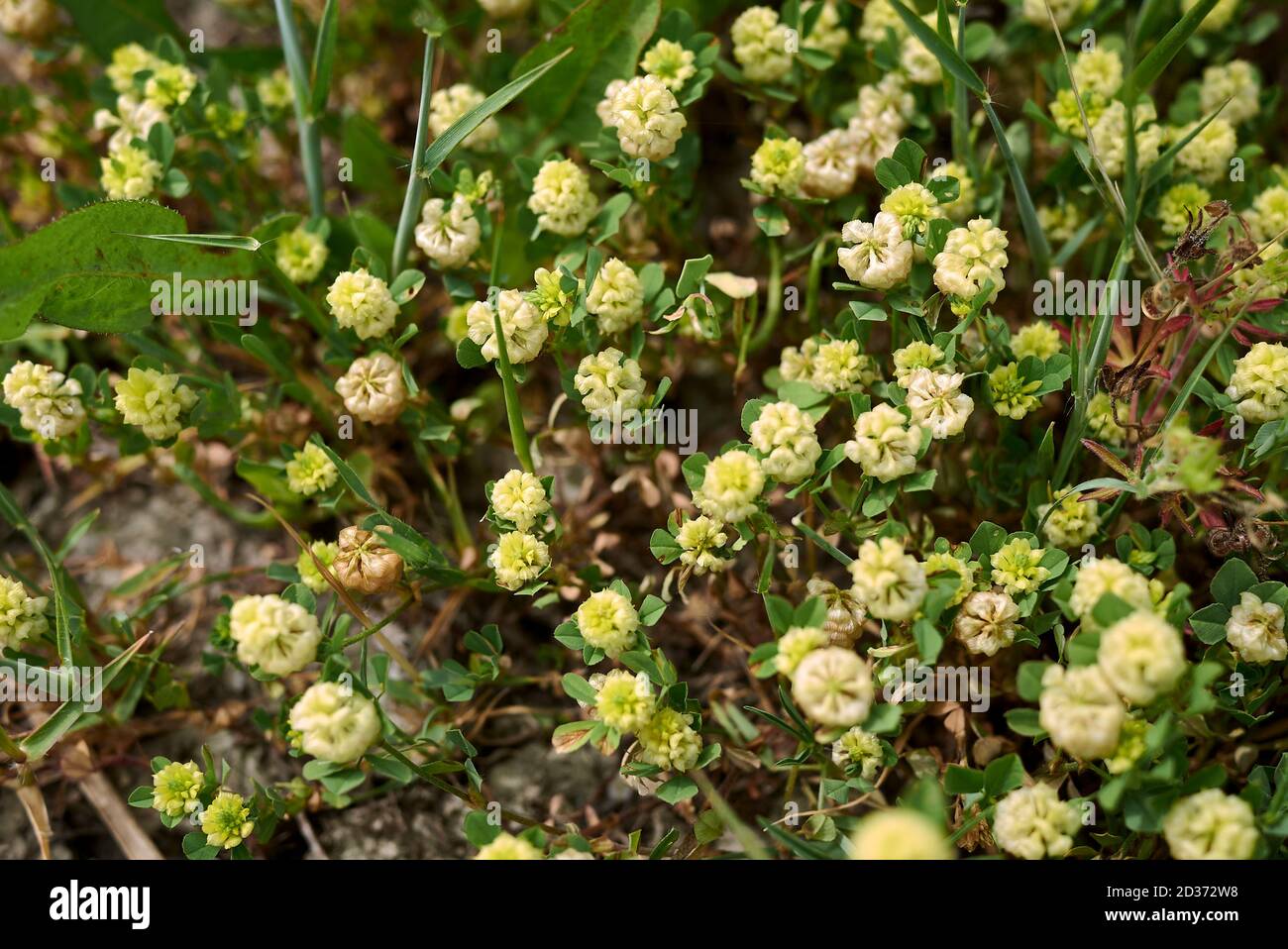 Trifolium campestre yellow flower close up Stock Photo