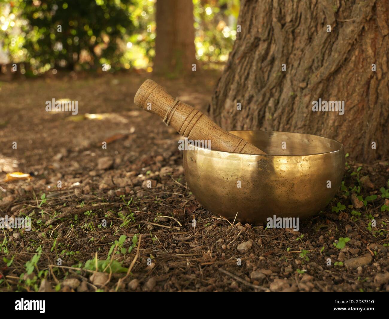 Singing bowl placed at the bottom of a tree trunk during the fall season Stock Photo
