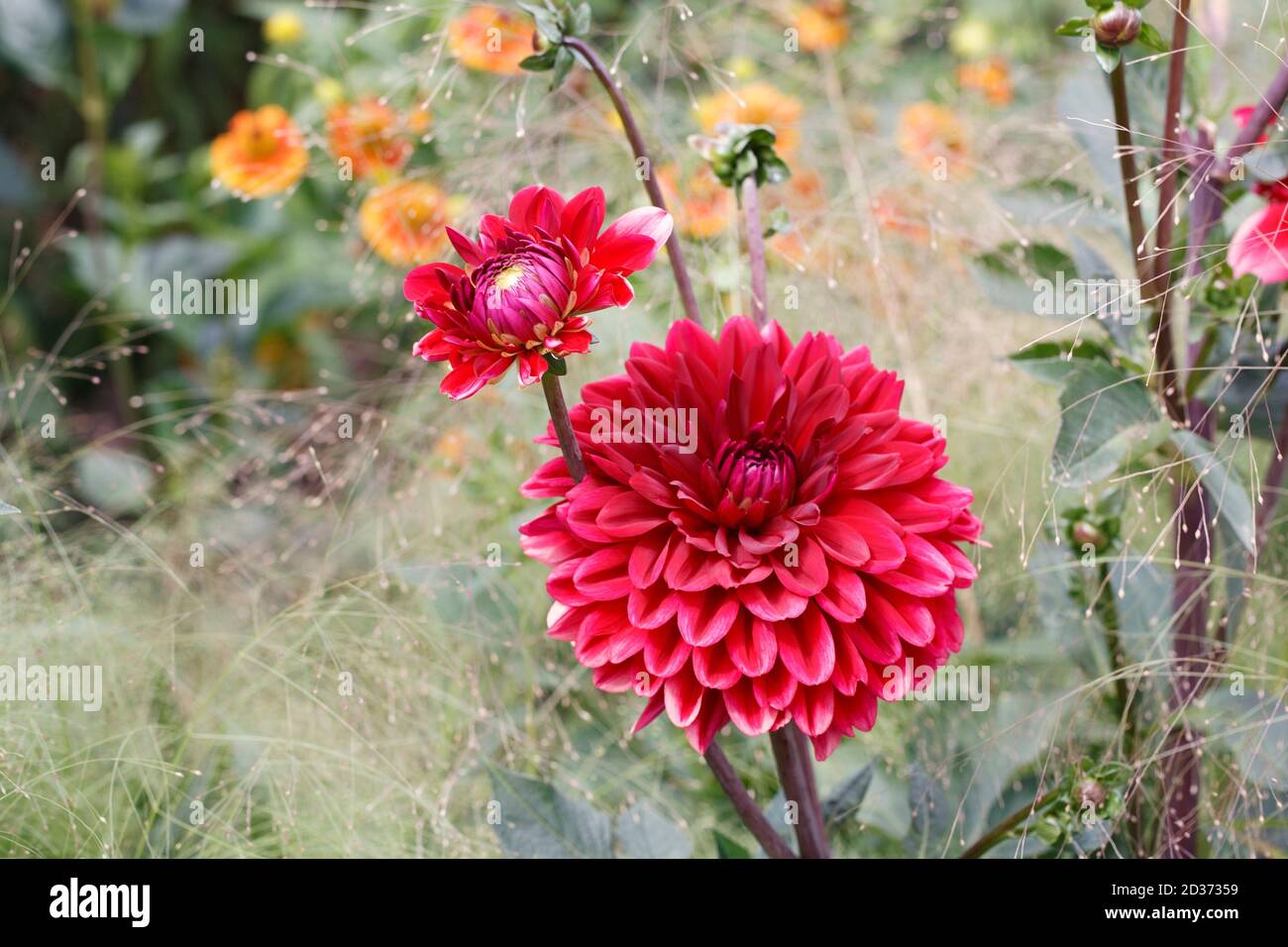 Red Dahlias in the garden Stock Photo