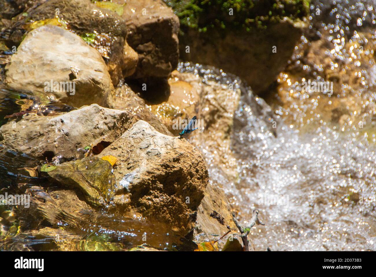 Blue Dragonfly on the stone near river - image Stock Photo - Alamy