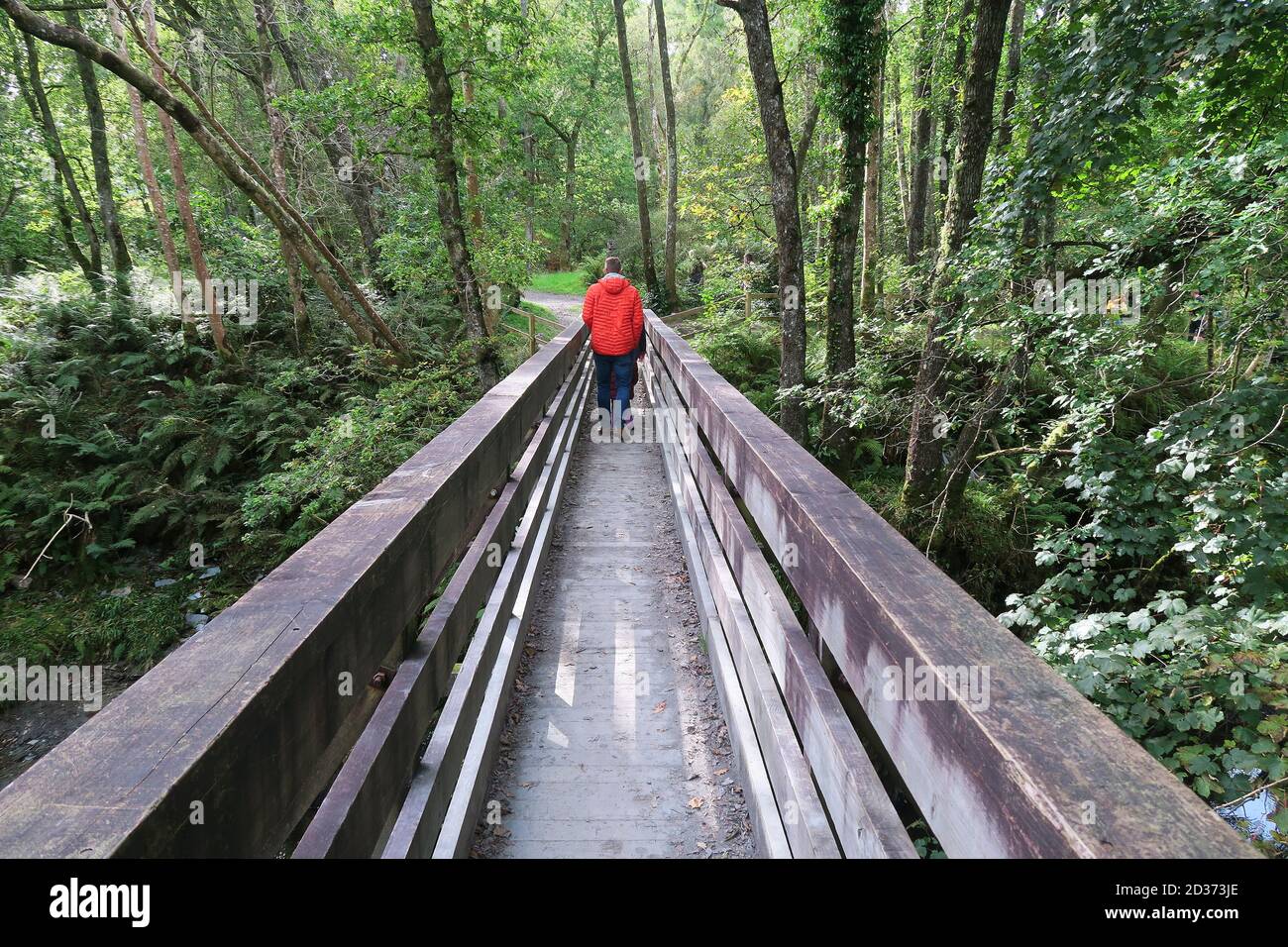 Wooden footbridge at Faerie Trail at Loch Lomond in Scotland Stock Photo