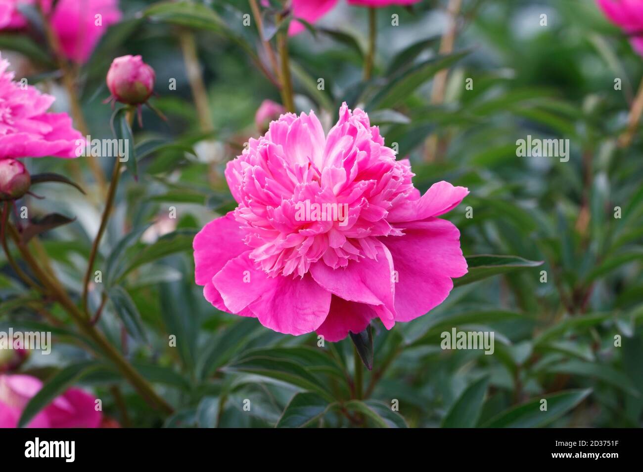 Paeonia flower in an English garden. Pink Peony flower. Stock Photo
