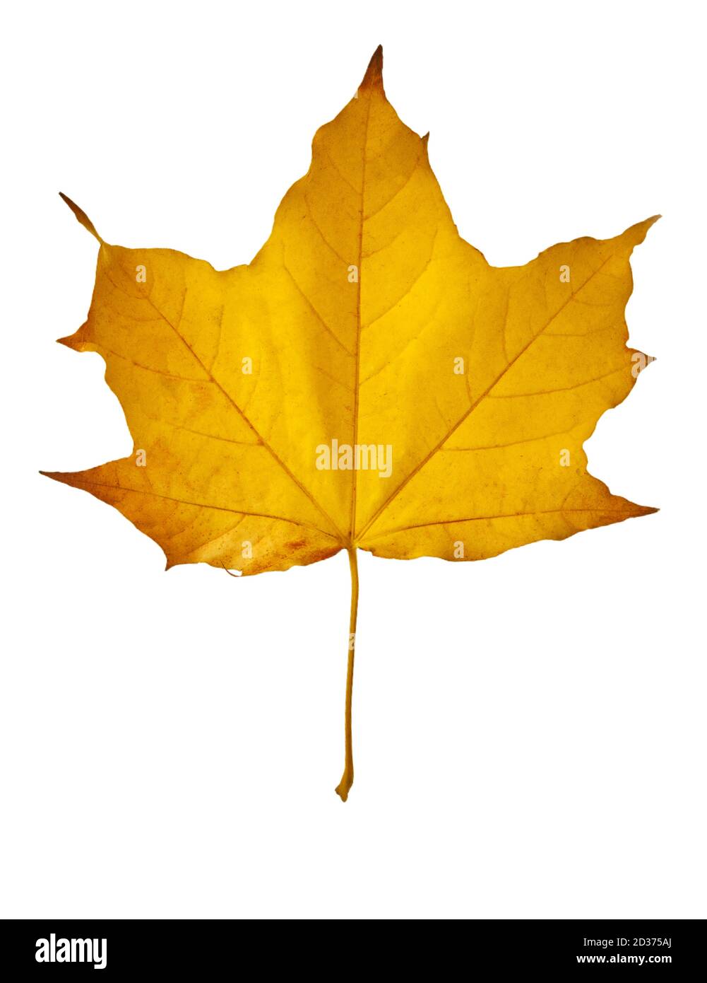 Yellow maple leaf as an autumn symbol. Isolated on white Stock Photo ...