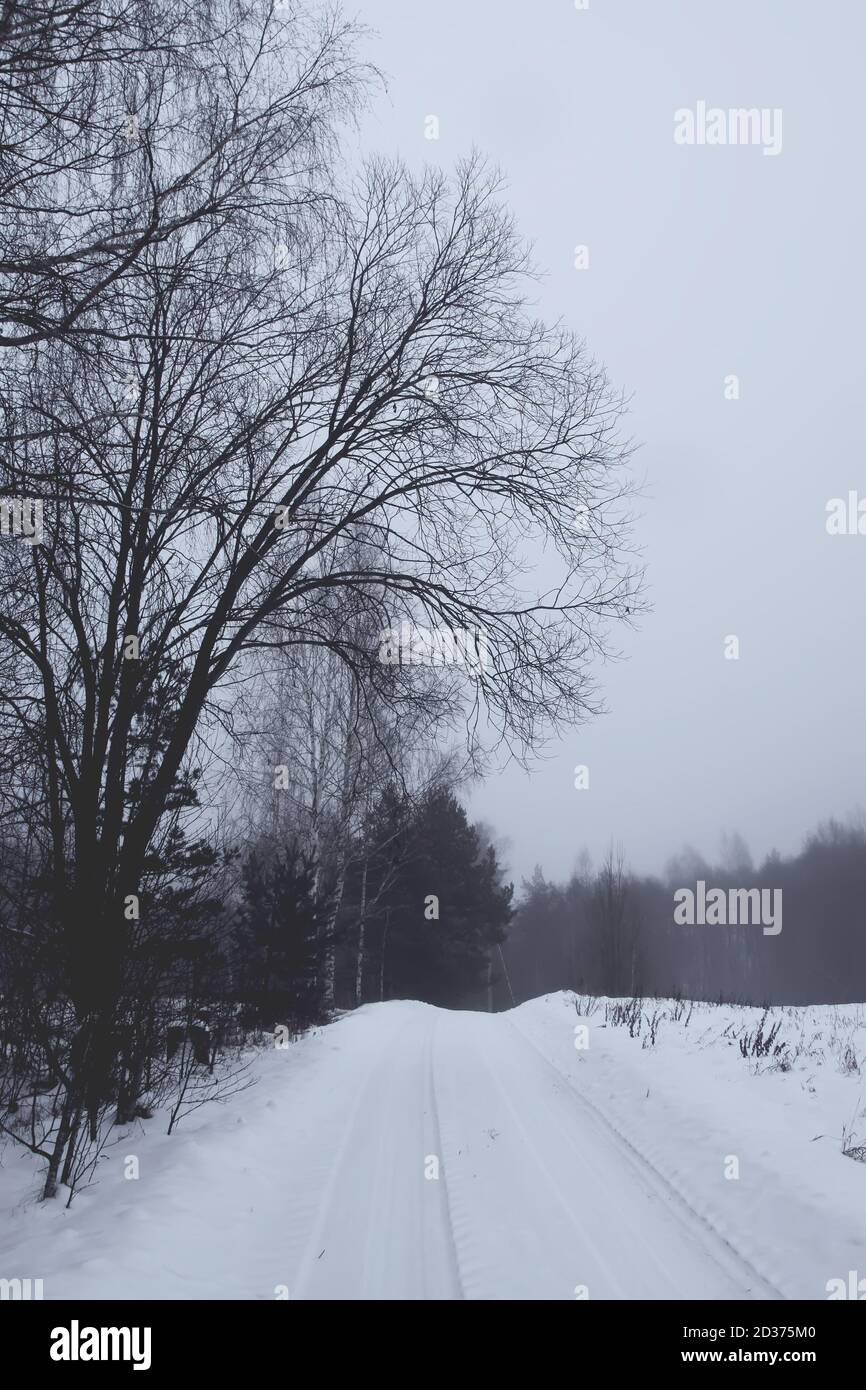 Beautiful winter landscape with trees in snow in countryside Stock ...