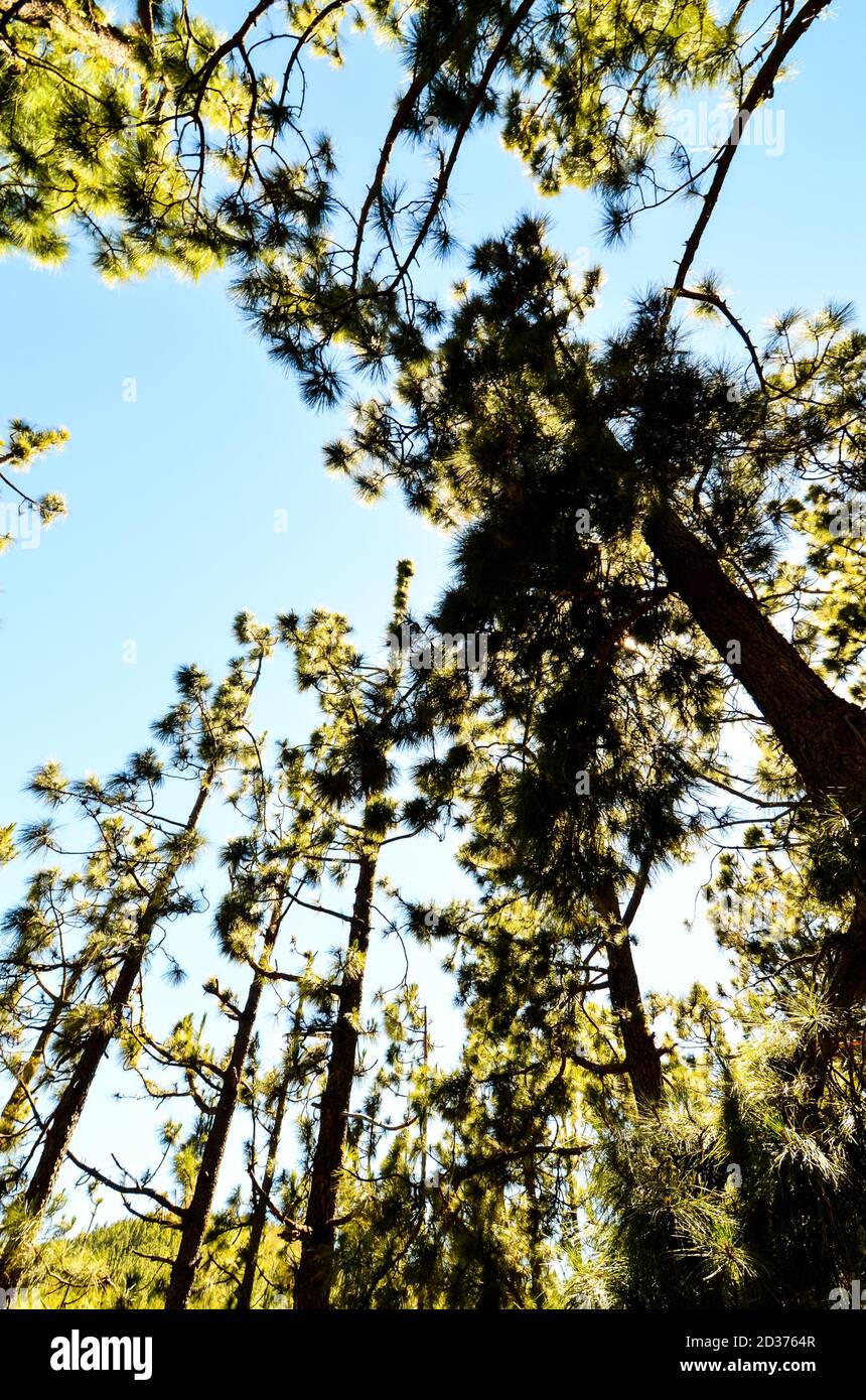 Very High Pine Wood Forest Stock Photo - Alamy