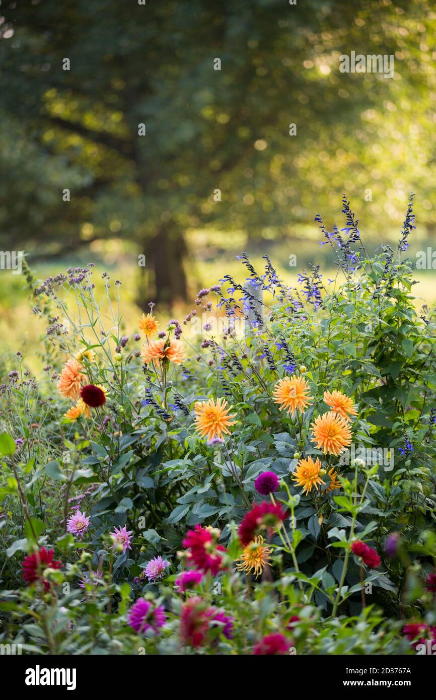 A cottage garden in evening sunlight in Northamptonshire, UK Stock Photo