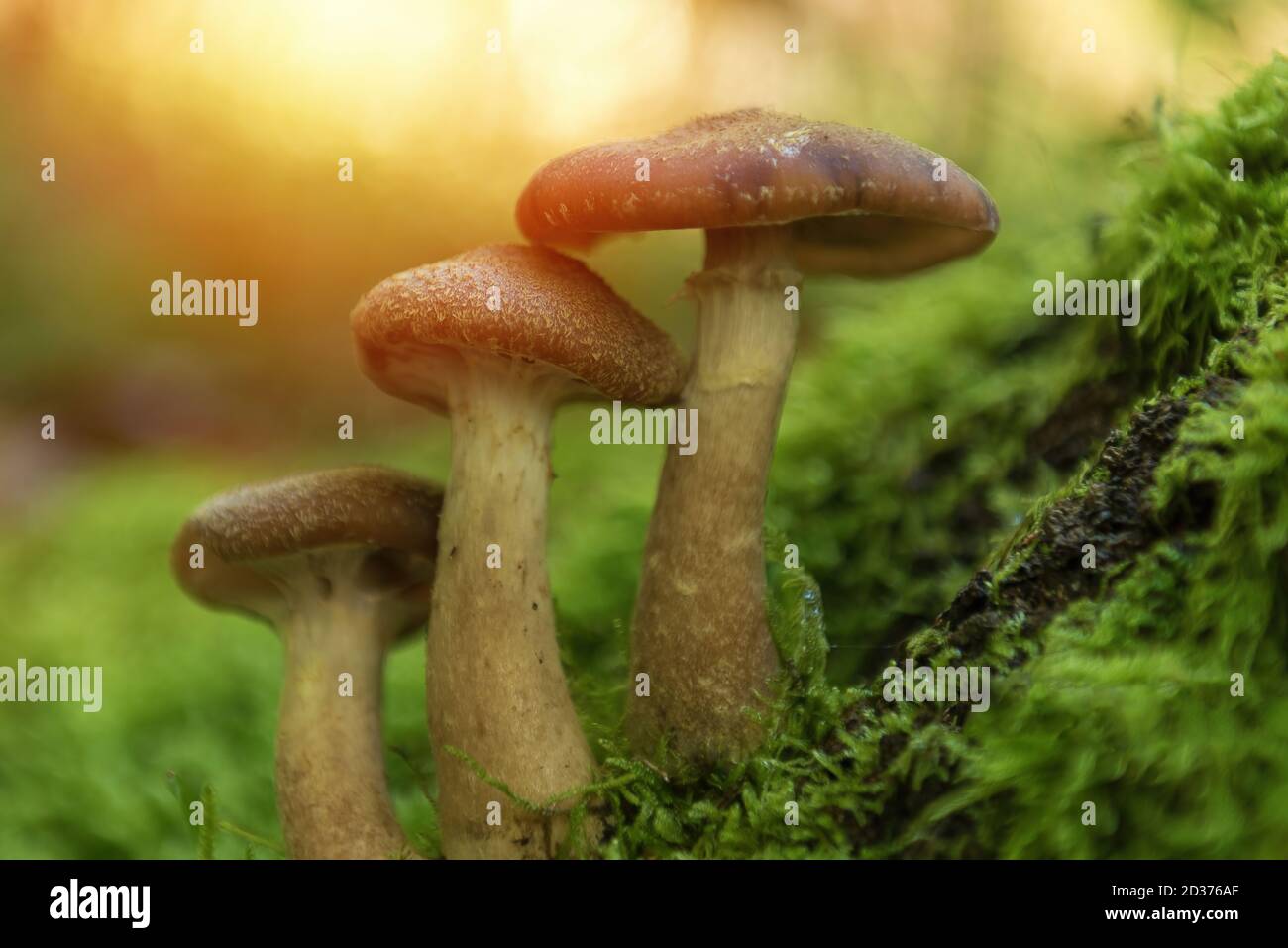 Wild mushrooms in the forest. Stock Photo