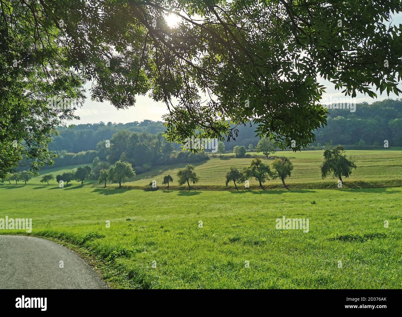 green and sunny landscape with meadows and woodland Stock Photo
