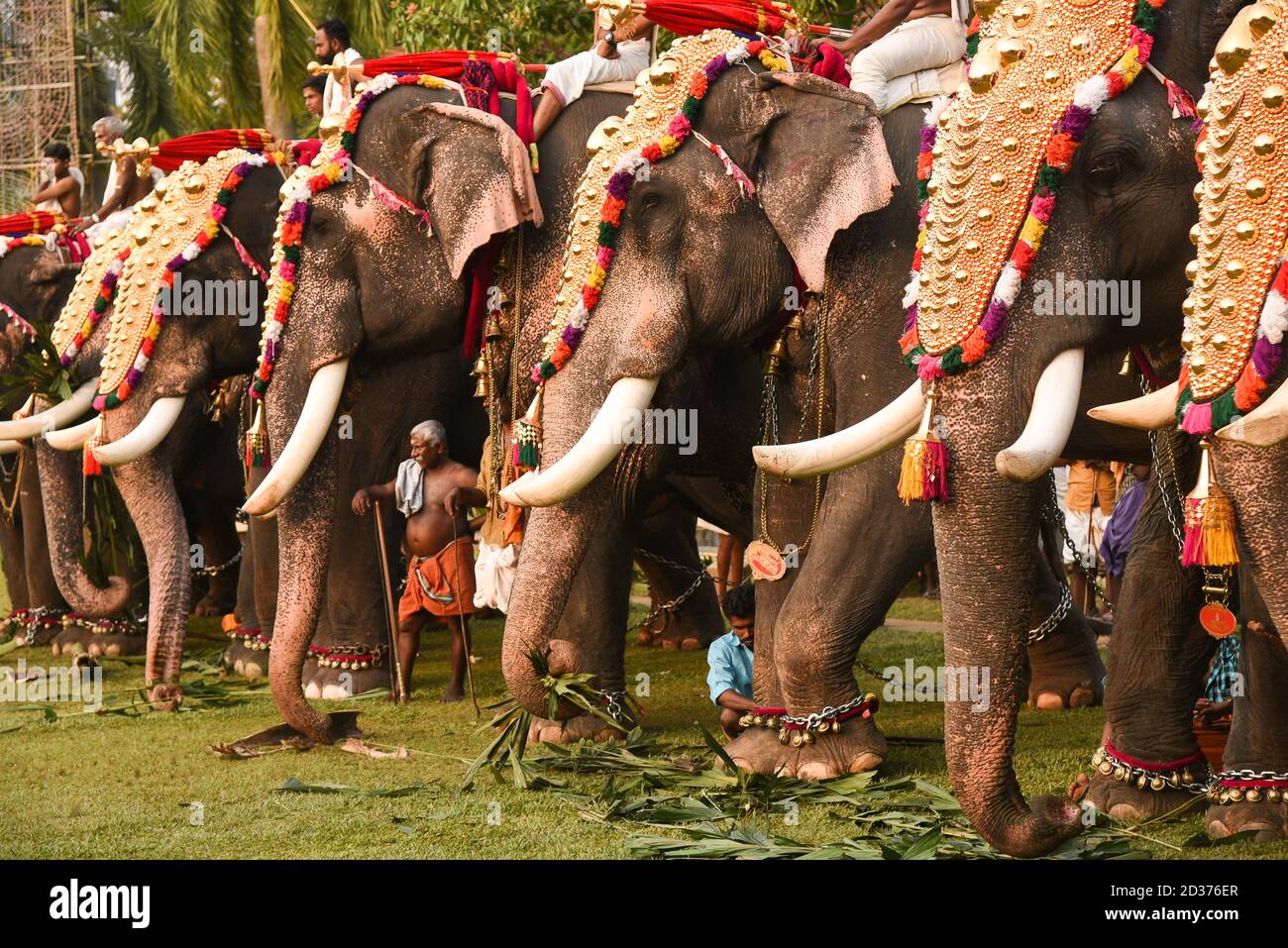 Kerala Decorated Elephant High Resolution Stock Photography and Images