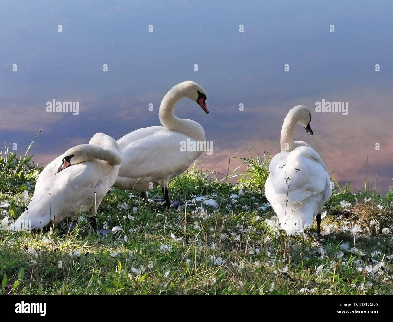 three swans standing at the edge of a lake or pond in front of blue and pink water Stock Photo