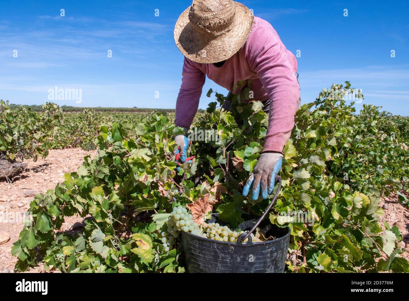 Traditional harvest in the so-called glass vineyards. Stock Photo