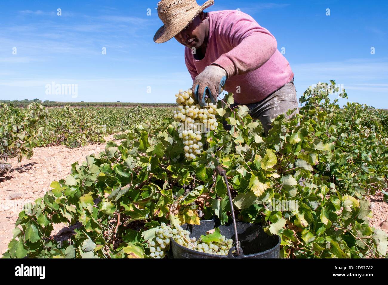 Traditional harvest in the so-called glass vineyards. Stock Photo