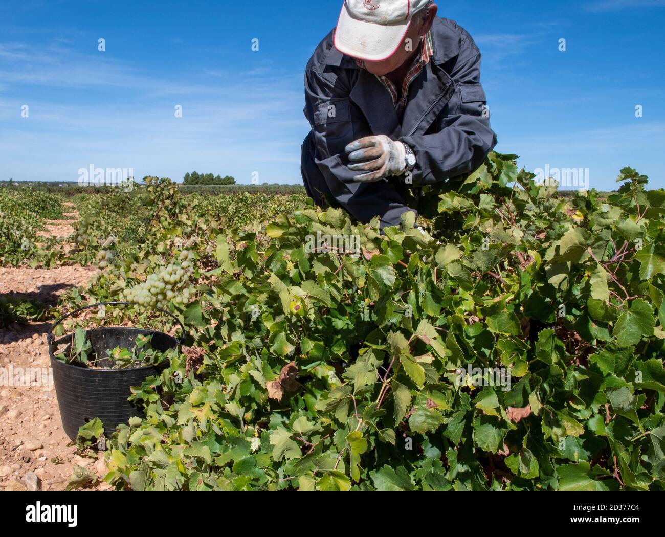 Traditional harvest in the so-called glass vineyards. Stock Photo