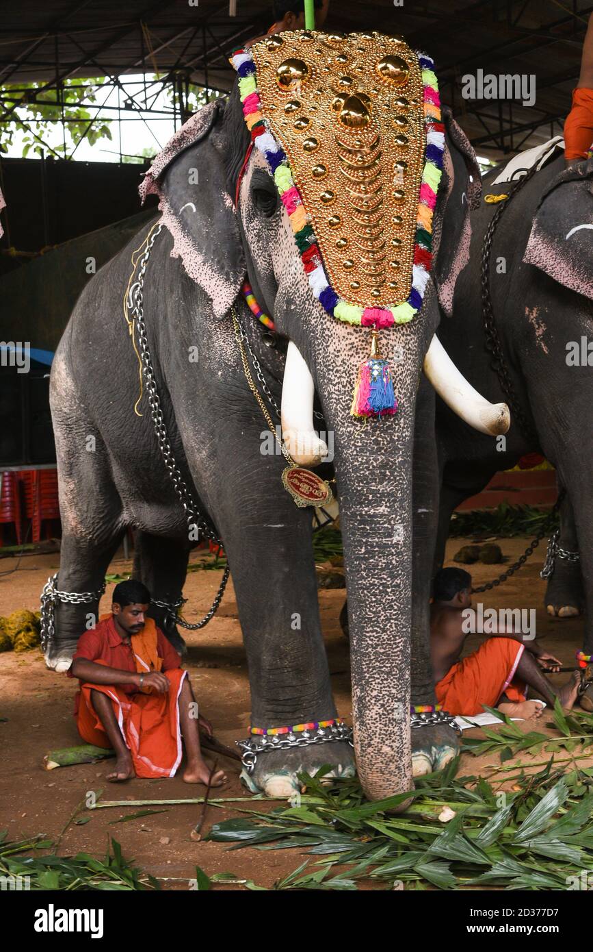 Kerala Decorated Elephant High Resolution Stock Photography and Images