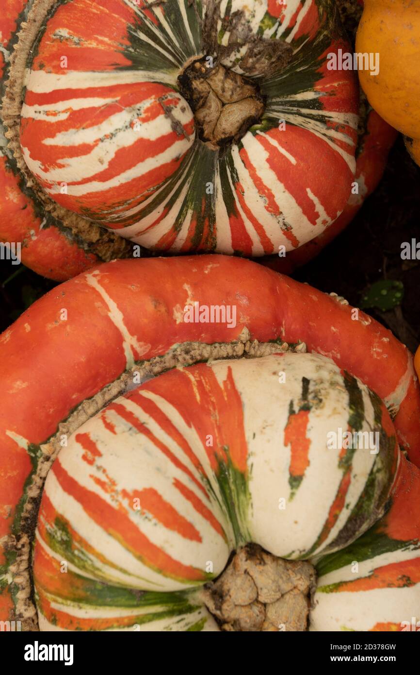 Turks Turban Squash in close up showing the shape and pattern Stock Photo