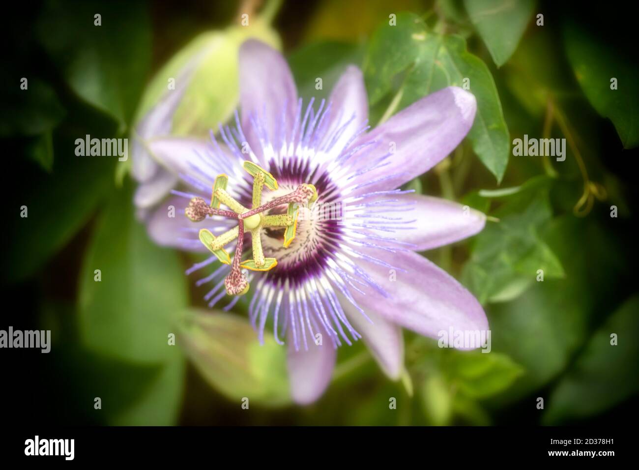 Passion flower and foliage as natural flower portrait Stock Photo