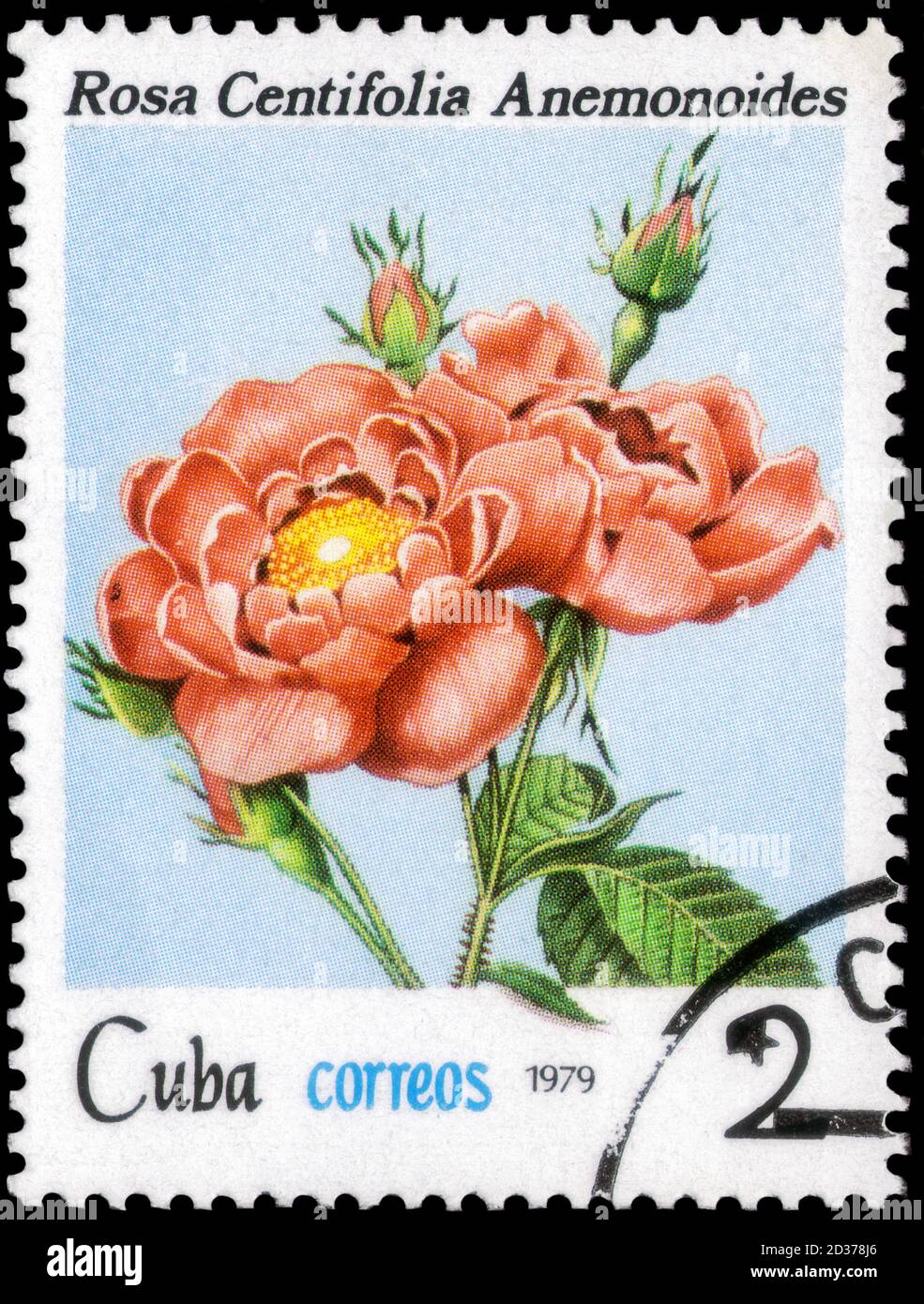 Saint Petersburg, Russia - September 18, 2020: Stamp printed in the Cuba with the image of the Rosa centifolia, circa 1979 Stock Photo