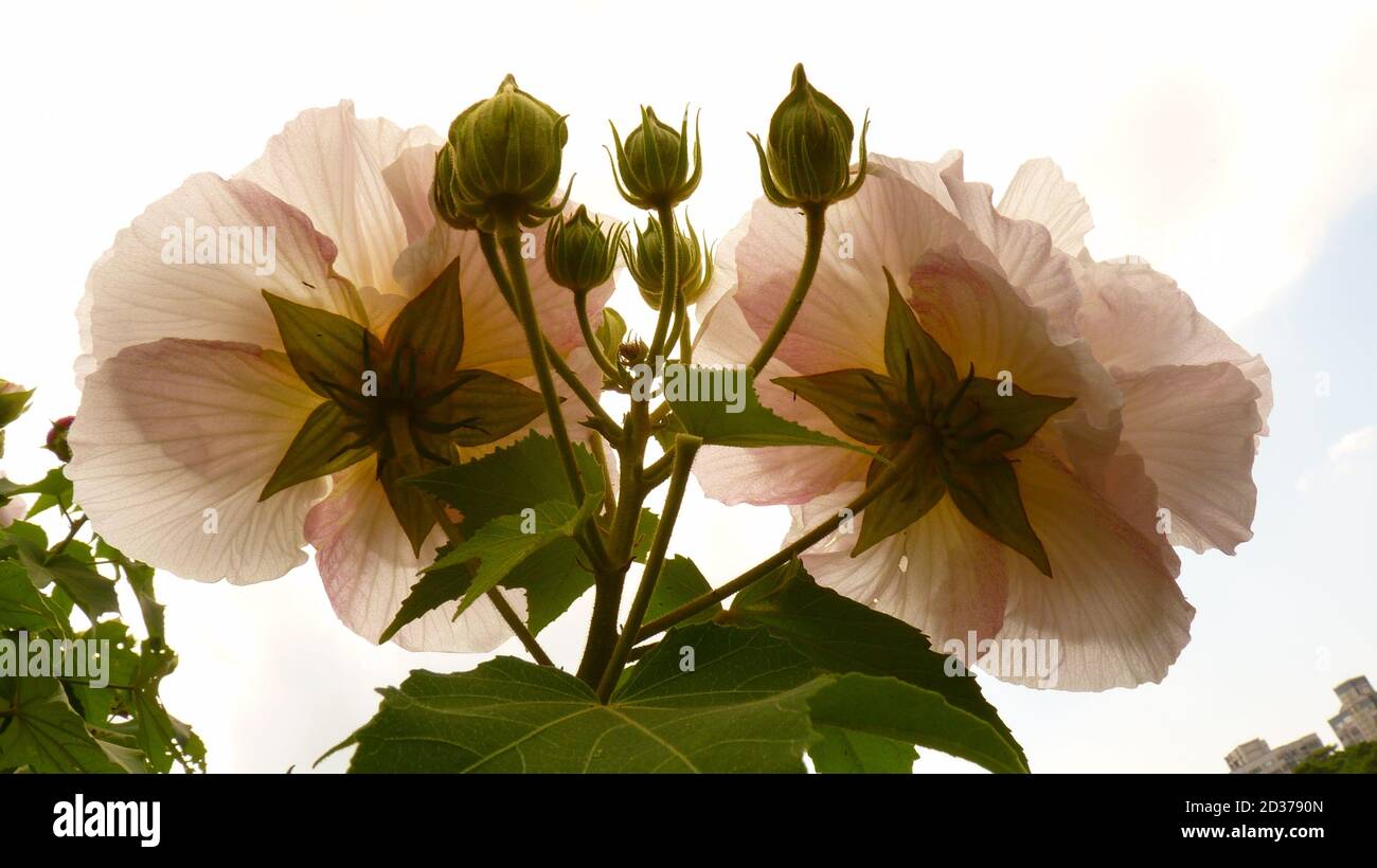 Gen Roses Closeup shot of garden roses Stock Photo - Alamy