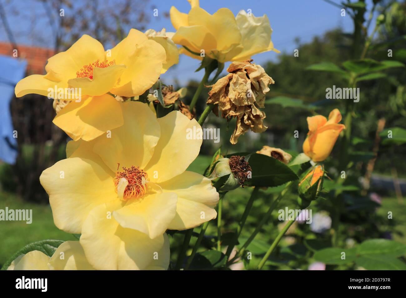 Yellow rose in the garden (lat. Rosa foetida) Stock Photo