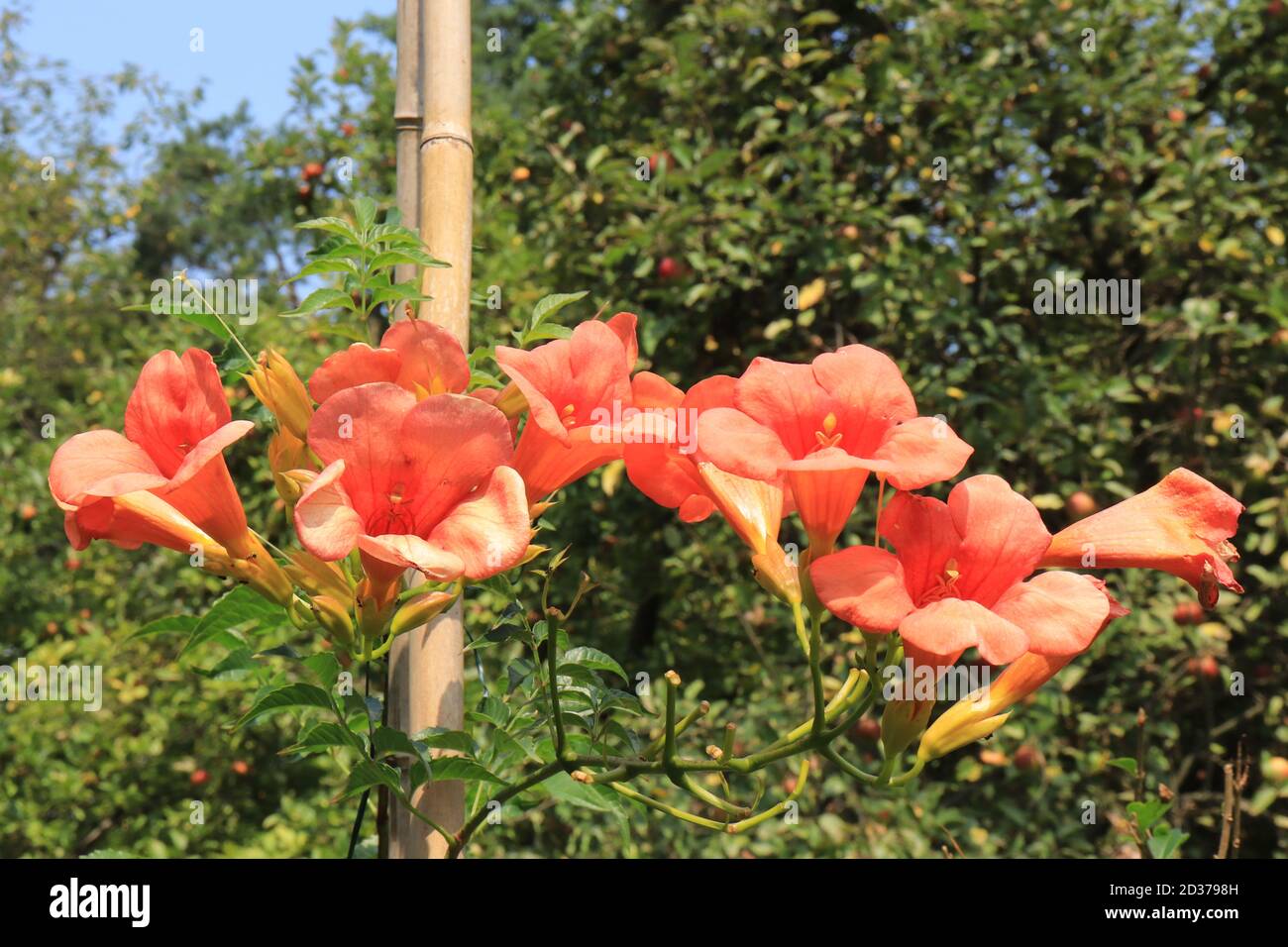 Campsis radicans | Trumpet vine or Trumpet creeper also known as Cow itch vine Stock Photo