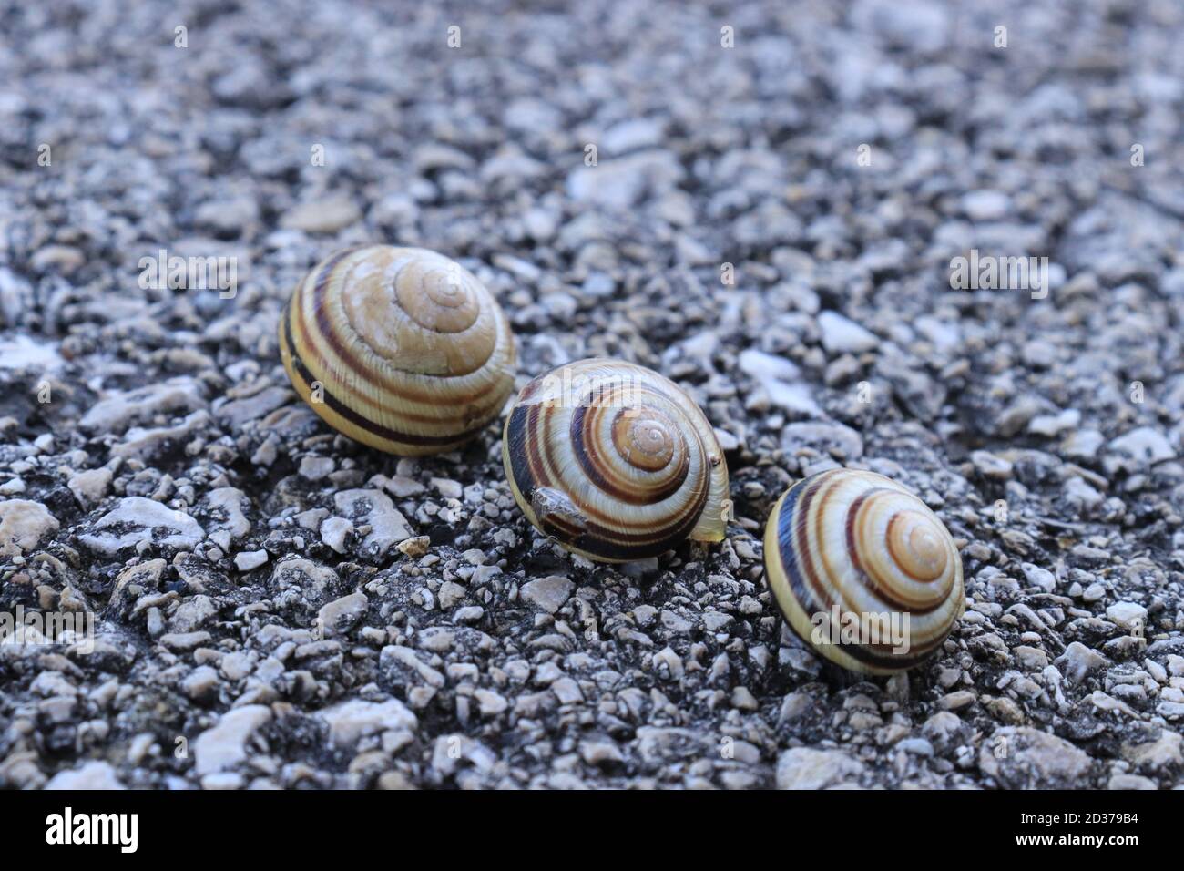 Three snail houses or shells on the asphalt Stock Photo