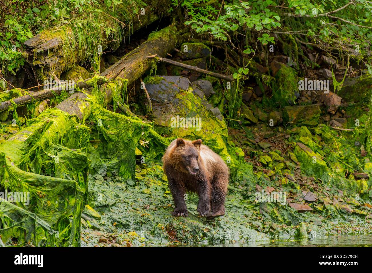 Chichagof island bear hires stock photography and images Alamy
