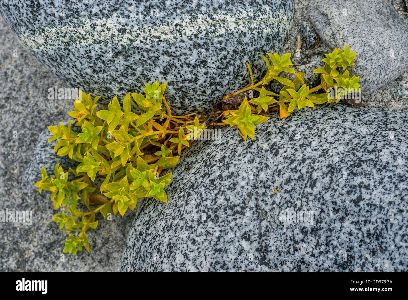 Plant life is slowly returning after the ice of glaciers melt as seen here at Baird Glacier in Scenery Cove, Thomas Bay, Tongass National Forest, Alas Stock Photo