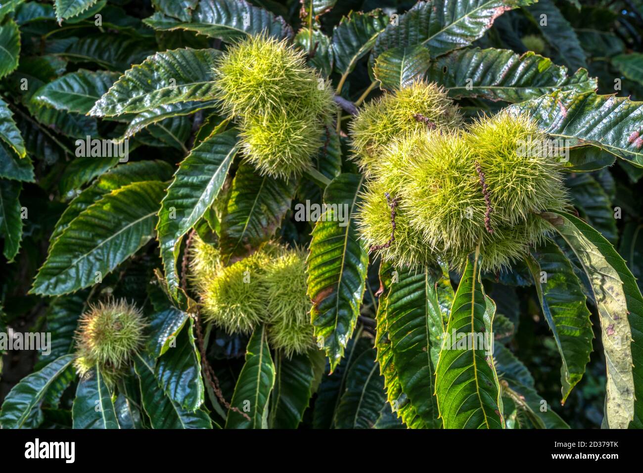 Sweet chestnut tree, Castanea sativa, with spiky cupules containing the edible seed or chestnut. Stock Photo