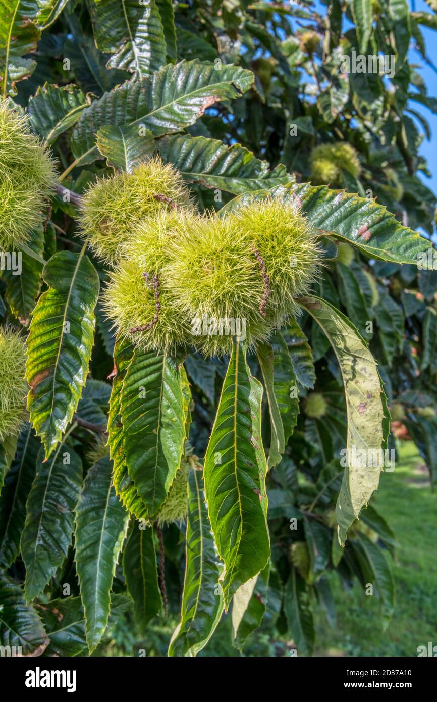 Sweet chestnut tree, Castanea sativa, with spiky cupules containing the edible seed or chestnut. Stock Photo