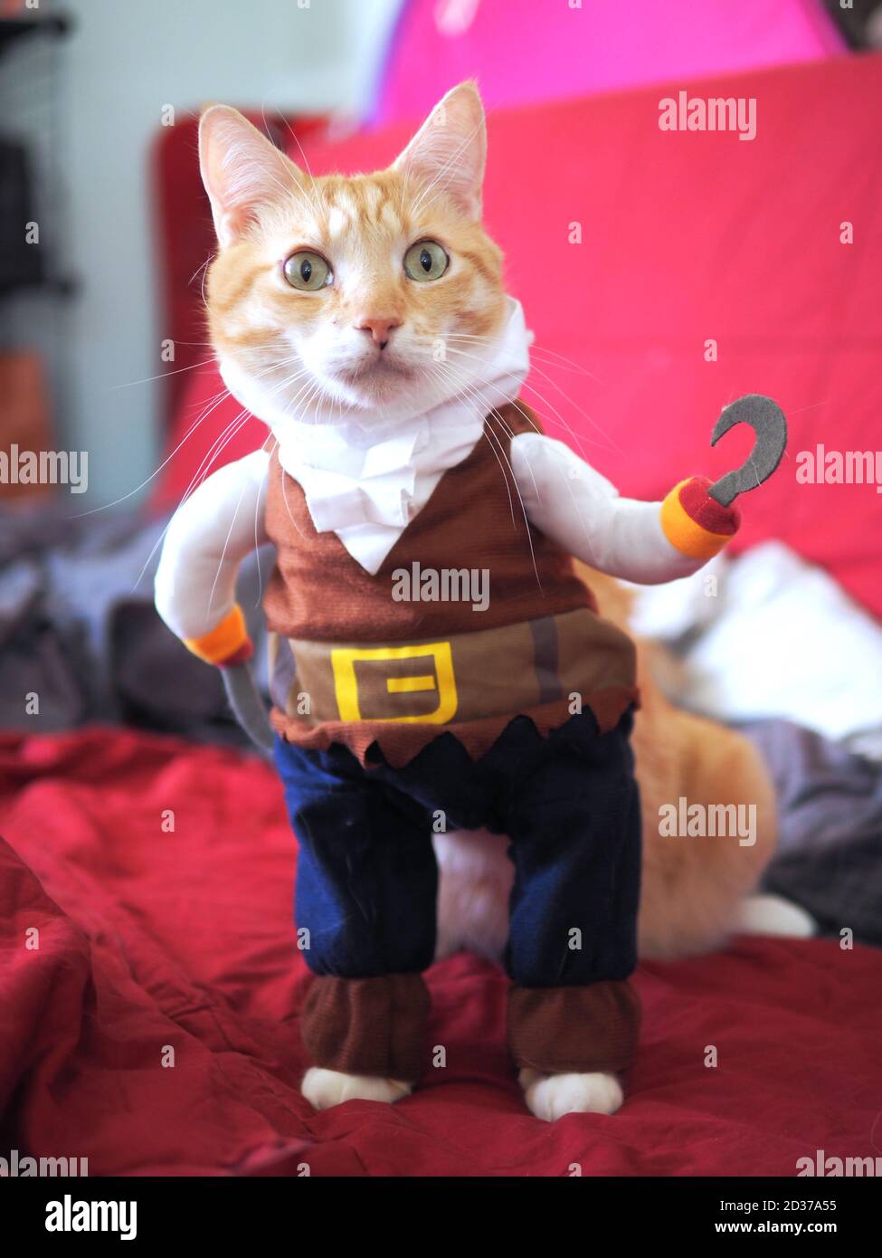 Tabby cat halloween costume hi res stock photography and images Alamy