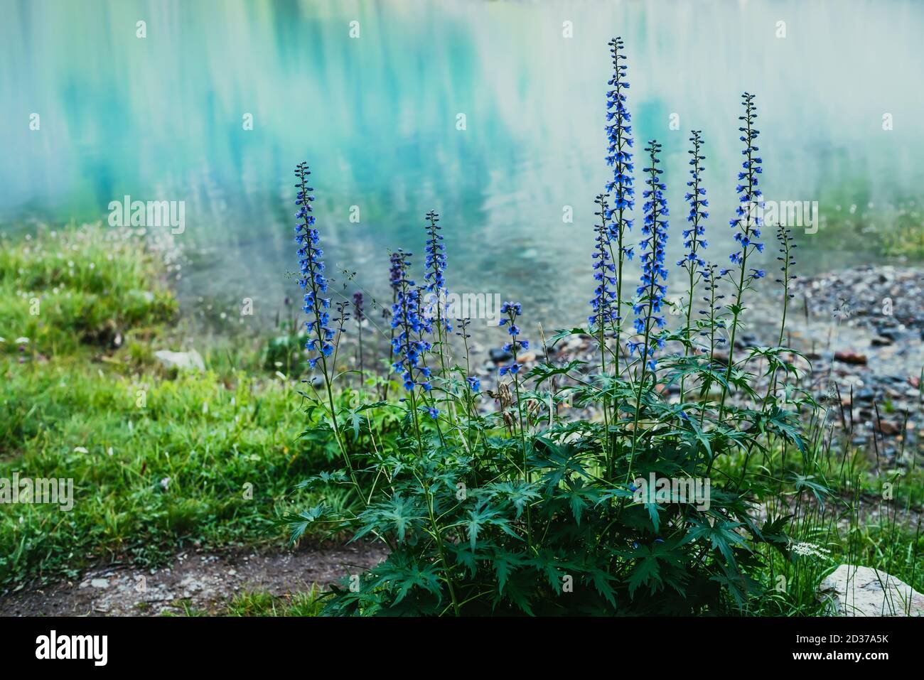 Many amazing blue flowers of larkspur grows on shore of mountain lake with clear azure water. Scenic nature background with beautiful larkspur flowers Stock Photo