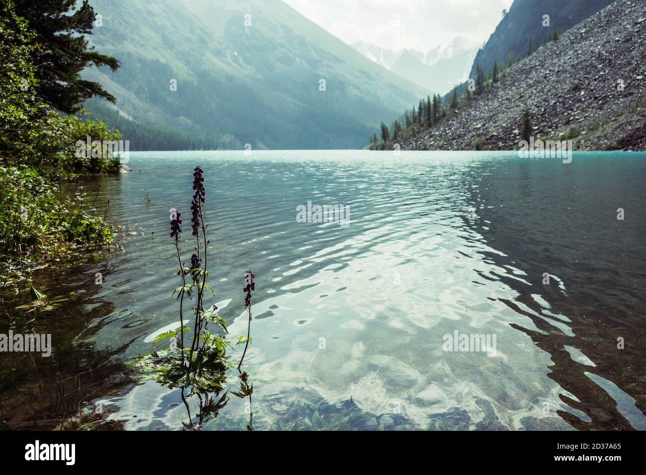 Amazing view to meditative ripples on azure clear calm water of mountain lake. Small violet flower of larkspur grows in transparent turquoise water wi Stock Photo