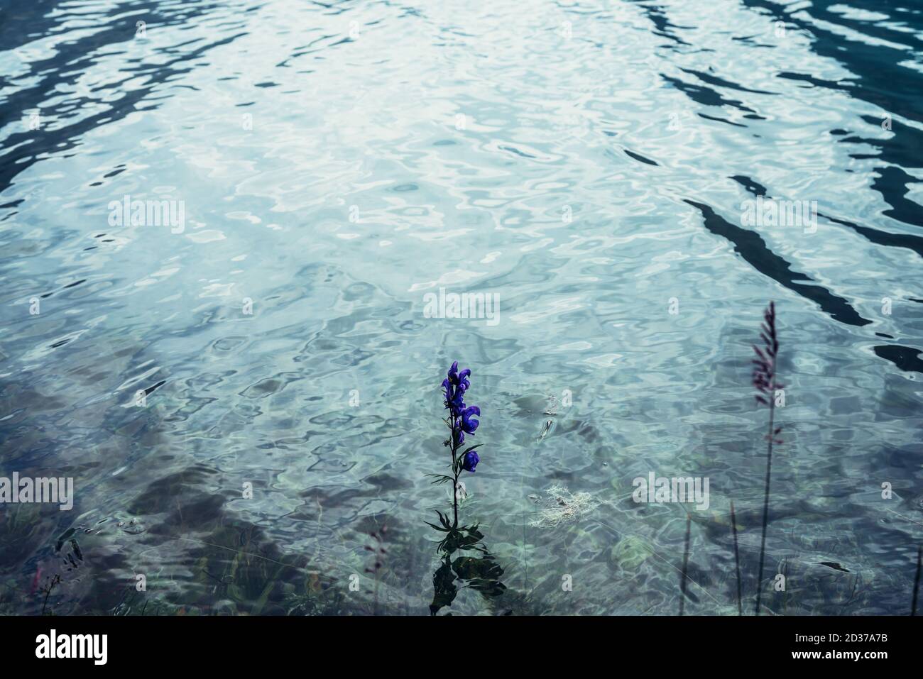 Small violet flower of larkspur grows in clear water of mountain lake close-up. Vegetation in purple calm water and meditative ripples. Nature backgro Stock Photo