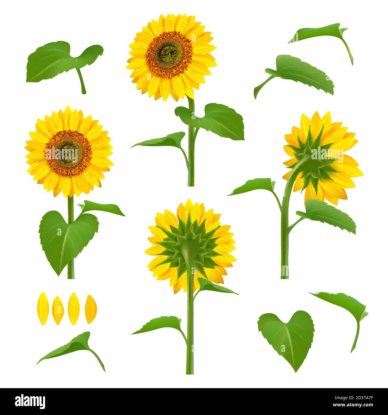 Sunflower botanical drawing hires stock photography and images Alamy