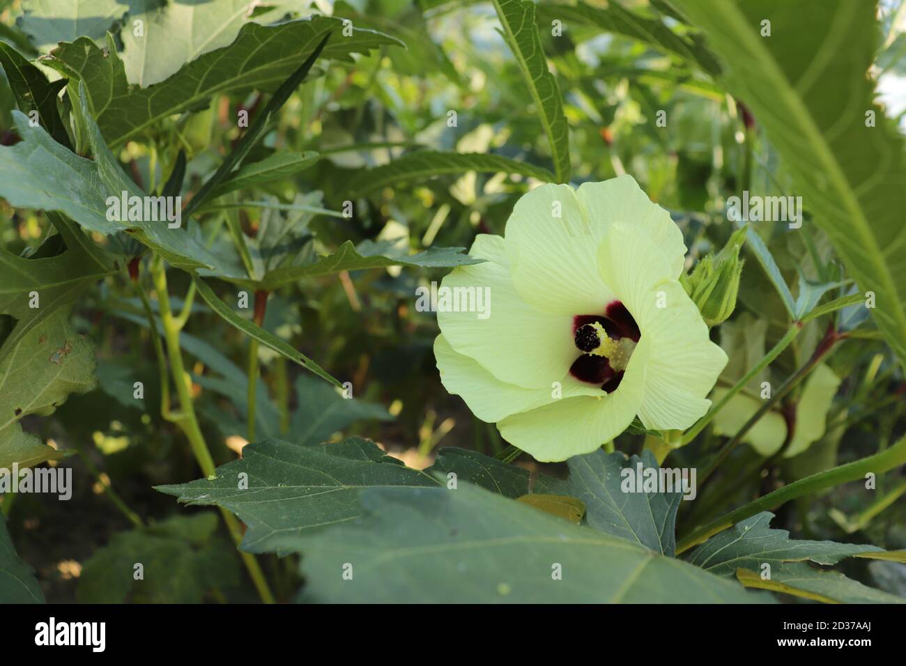 Okra or Lady's Fingers (Abelmoschus esculentus, Hibiscus esculentus