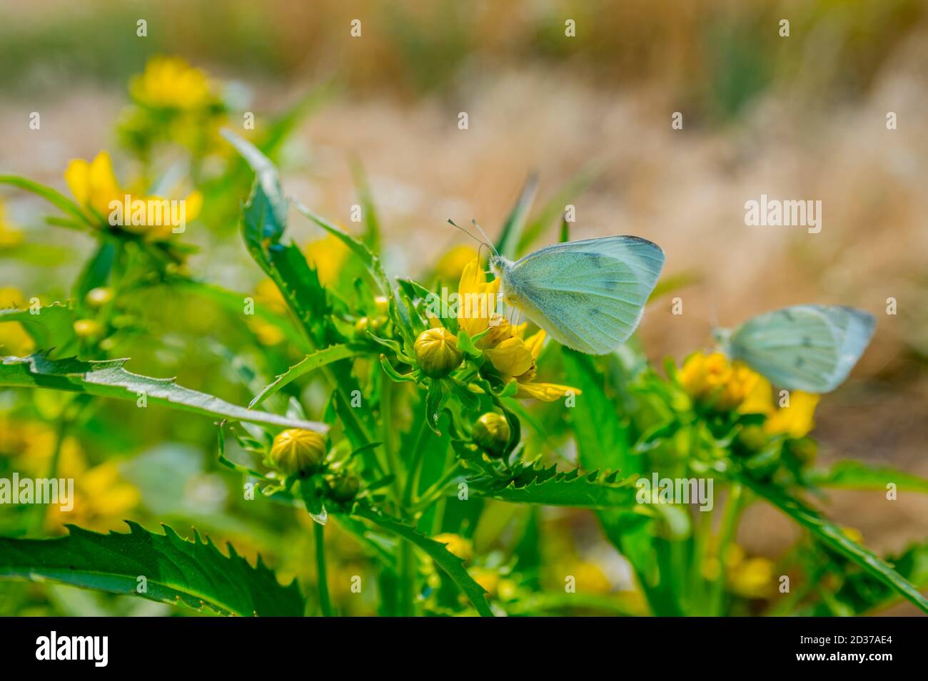 White butterflies on yellow wildflowers in the Palouse near Pullman
