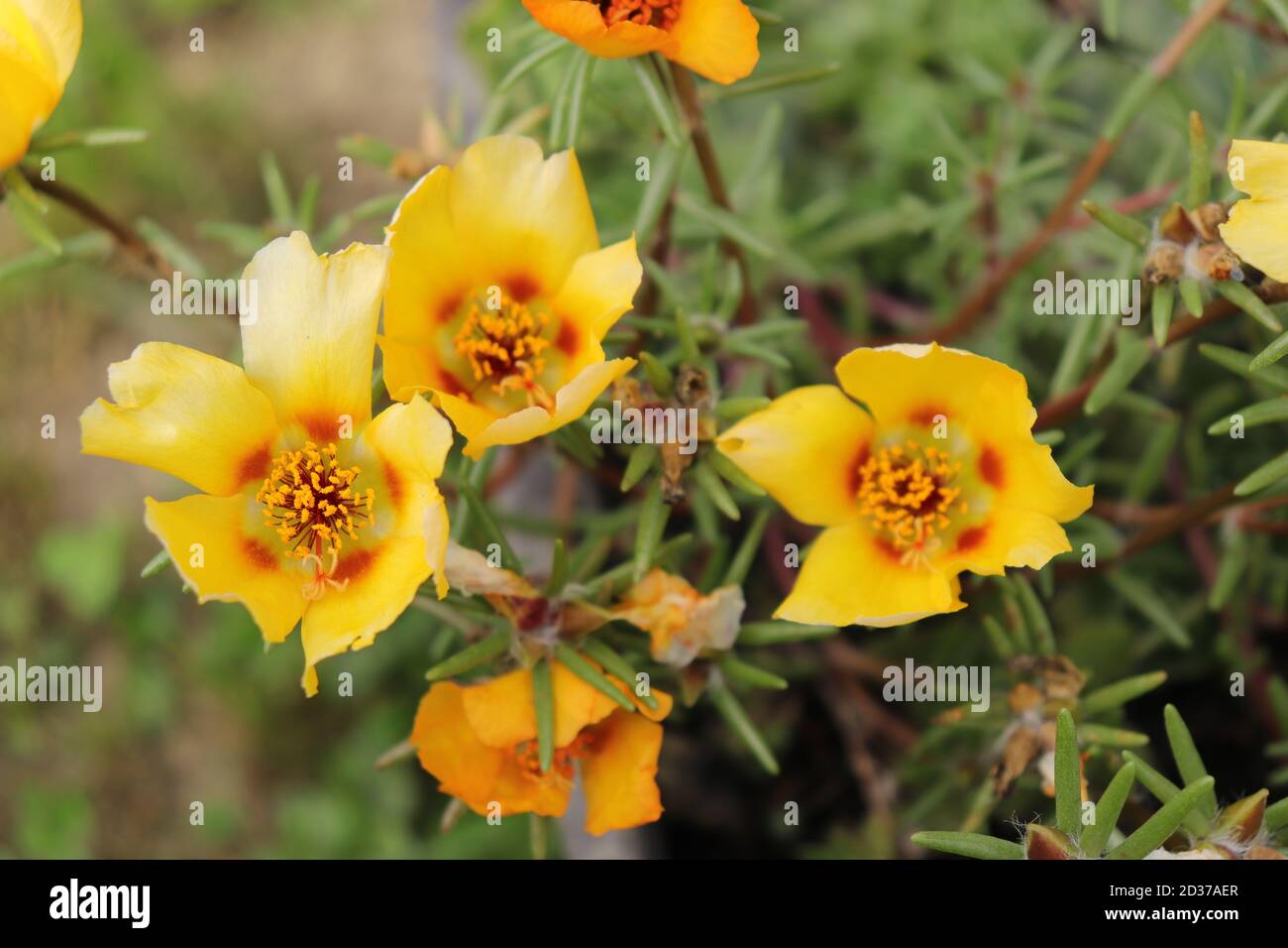 Beautiful yellow Portulaca flowers bloom lat. Portulacaceae Stock Photo