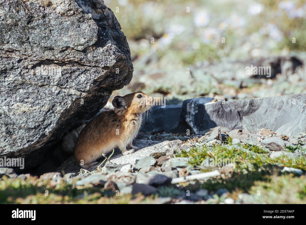 Beautiful little pika rodent hiding from heat under stone in shade. Small pika rodent hide from sun under rock in shadow in hot sunny day. Little furr Stock Photo