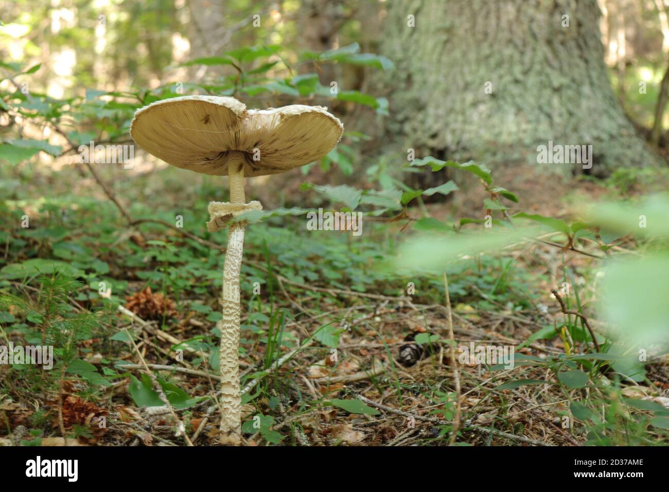 Macro shot of a mushroom in the forest Stock Photo