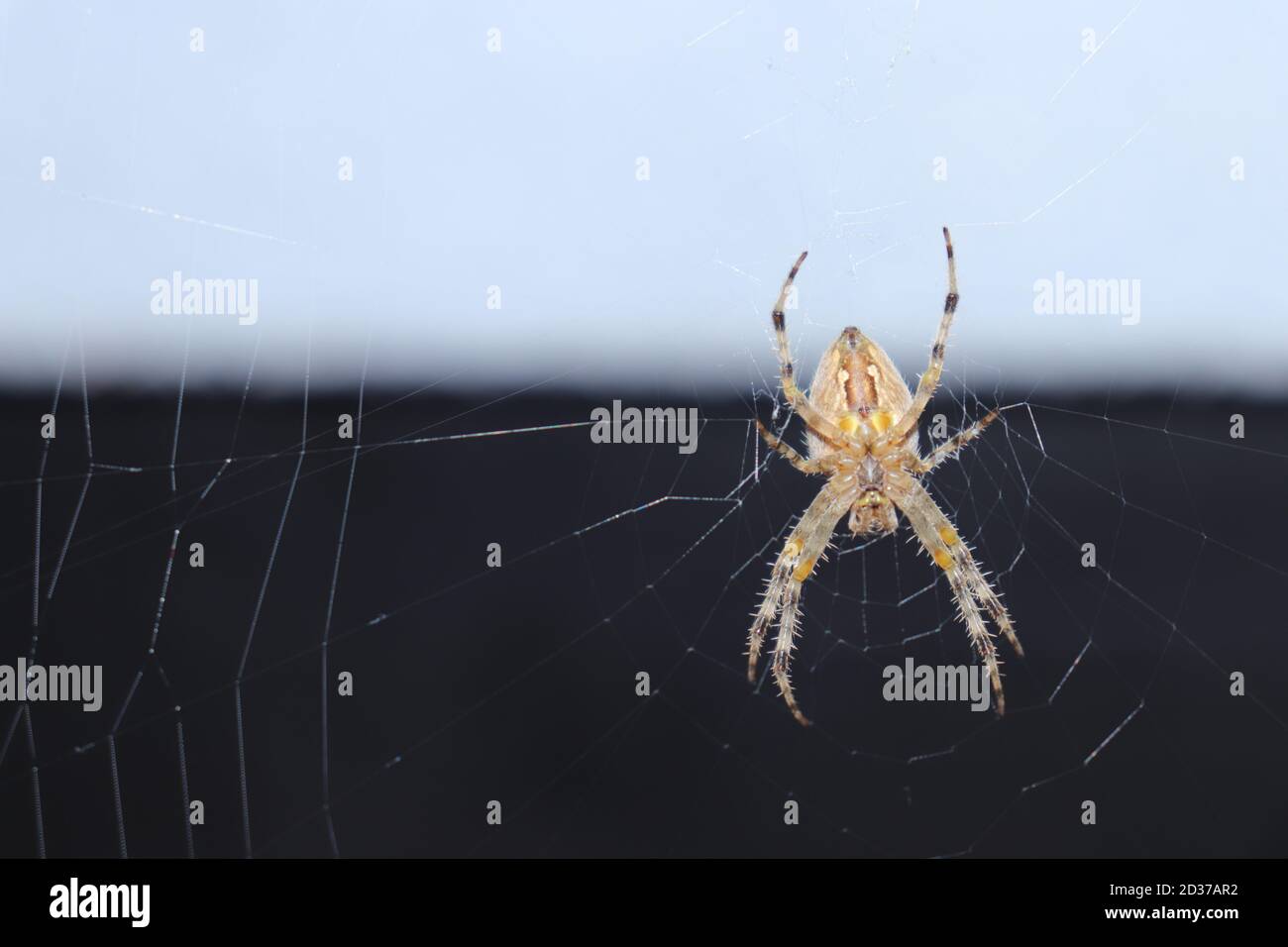 A garden spider sits on a web, a close-up on a dark light background Stock Photo