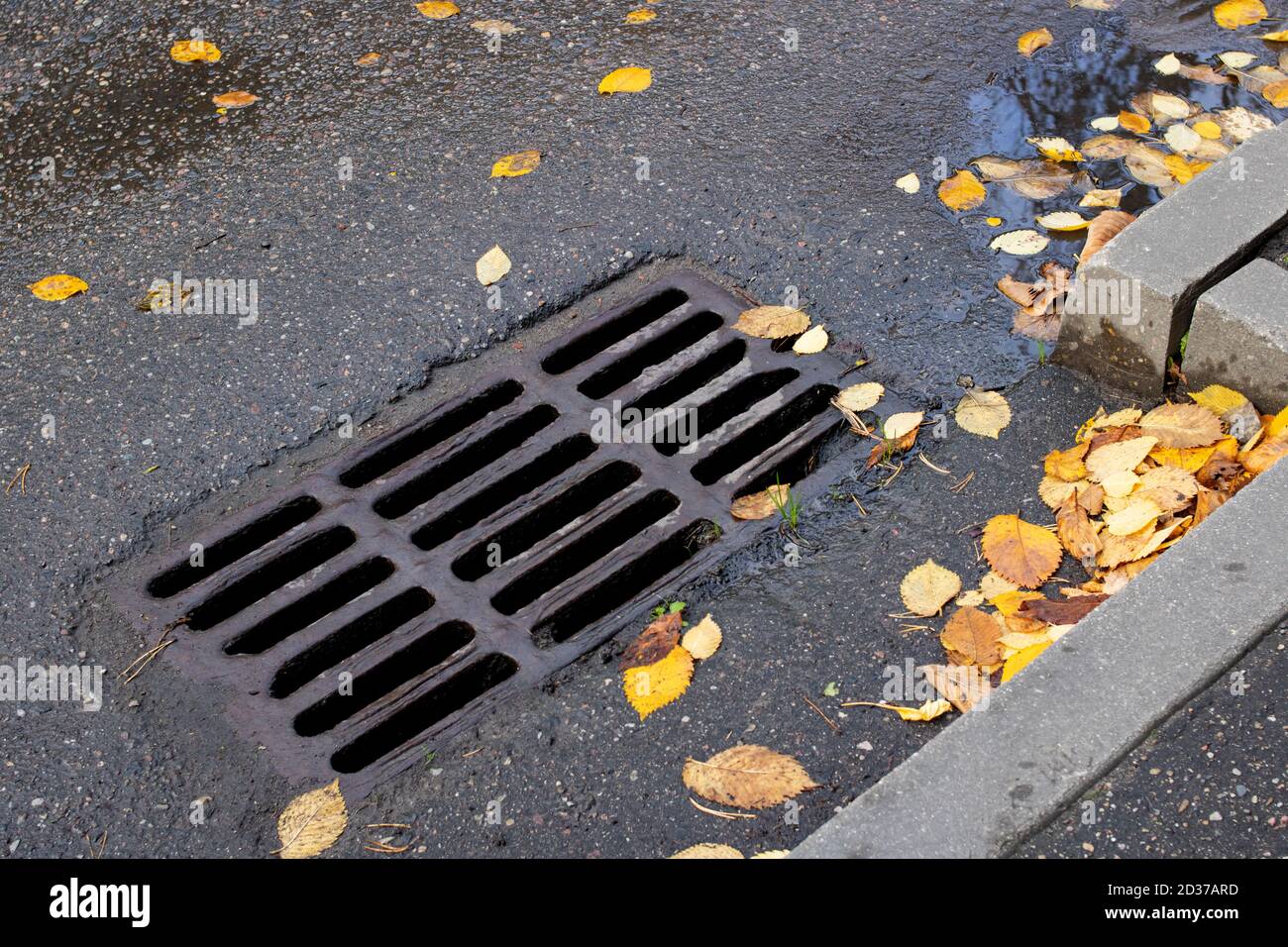 Yellow autumn leaves on the sewer grate on the road Stock Photo