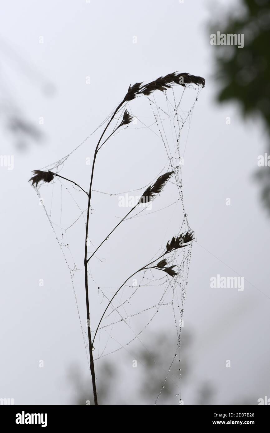 A dead grass stalk and seeds covered with a spider web are silhouetted against the sky Stock Photo
