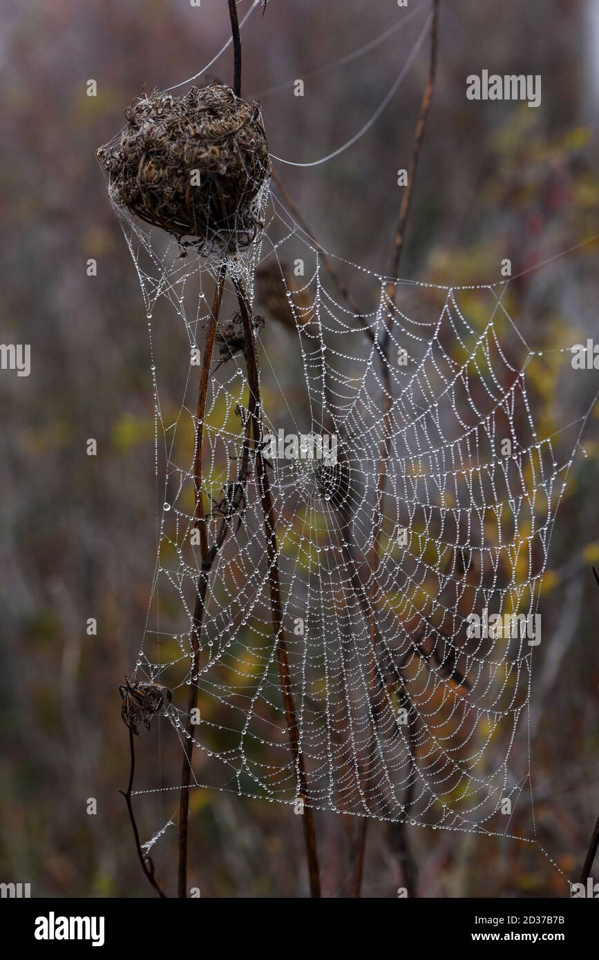 A dew covered spider web clings to a dead flowering plant on an autumn morning Stock Photo