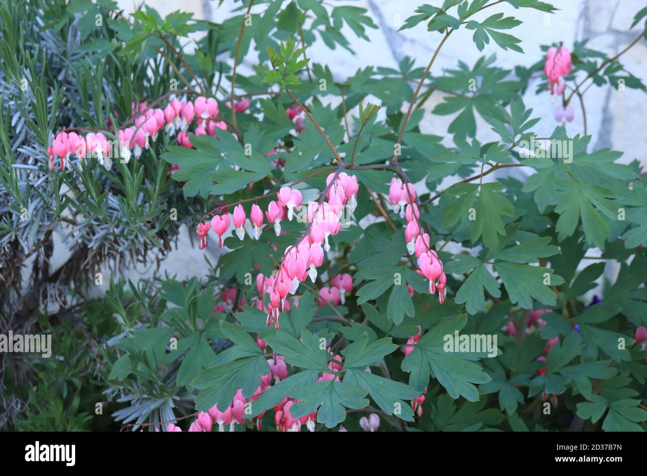 Beautiful Pacific Bleeding heart lat. Dicentra formosa in the garden Stock Photo