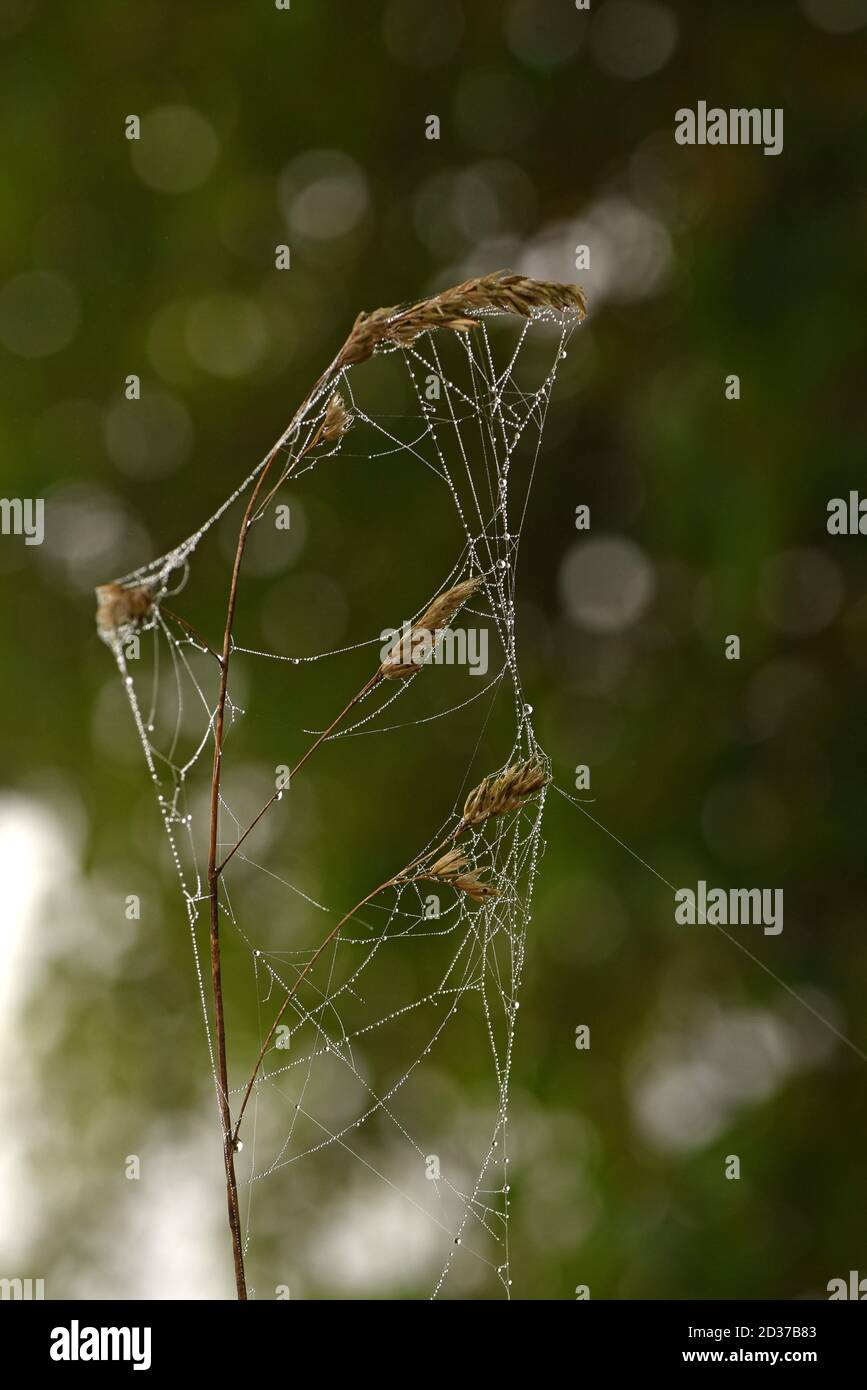 A dead grass stalk and seeds covered with a spider web are silhouetted against the forest Stock Photo