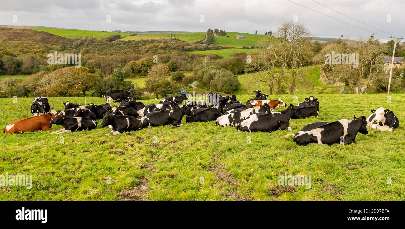 Dairy herd of Friesian cows in countryside Ireland Stock Photo - Alamy