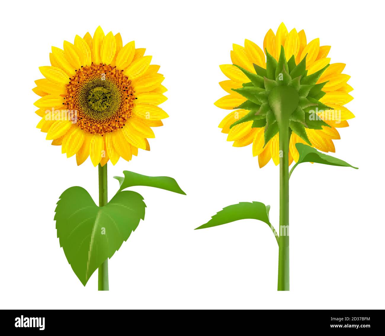 Spring flower seeds flowering Stock Vector Images Alamy